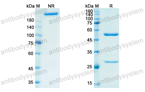 Research Grade Priliximab