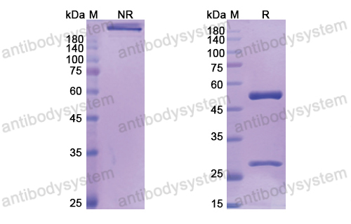 Research Grade Bapotulimab