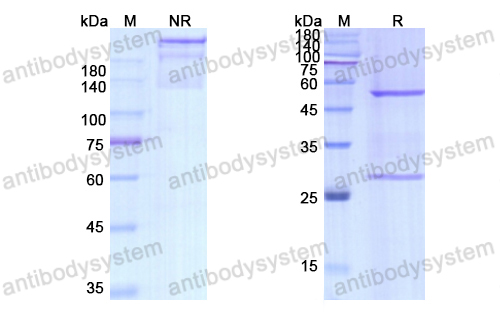 Research Grade Dezamizumab