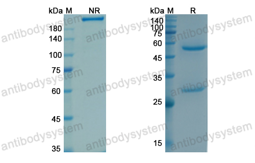 Research Grade Tacatuzumab