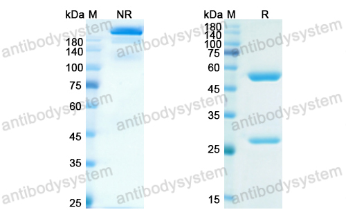 Research Grade Eldelumab