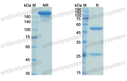 Research Grade Abelacimab