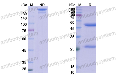 Research Grade Lanadelumab