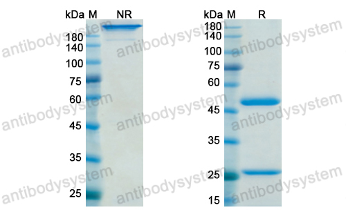 Research Grade Gimsilumab