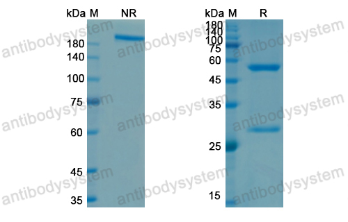 Research Grade Plonmarlimab