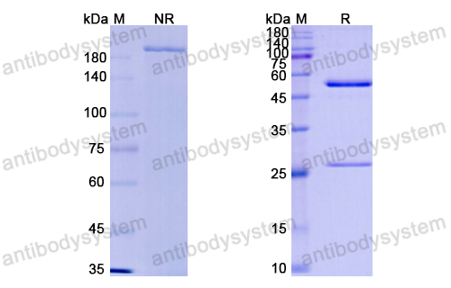 Research Grade Milatuzumab