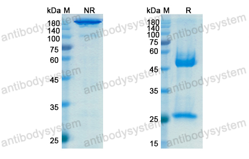 Research Grade Anti-Human CD74 Antibody (STRO-001)