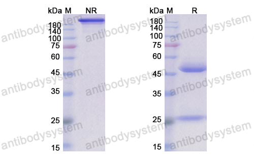 Research Grade Timigutuzumab