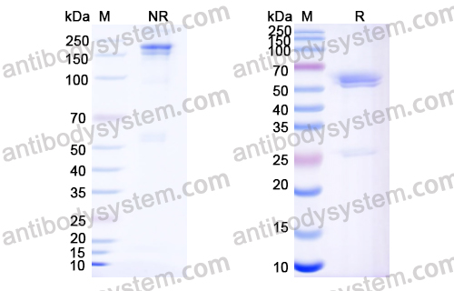 Research Grade Zanidatamab