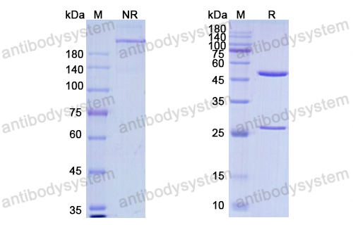 Research Grade Zenocutuzumab