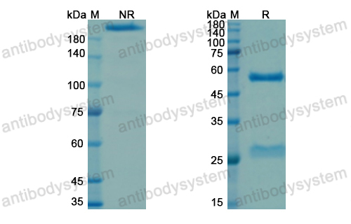 Research Grade Coprelotamab