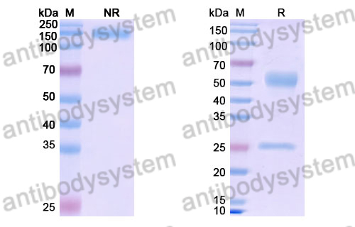 Research Grade Fidasimtamab