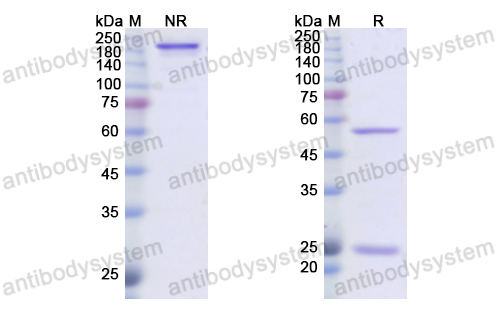 Research Grade Dusigitumab