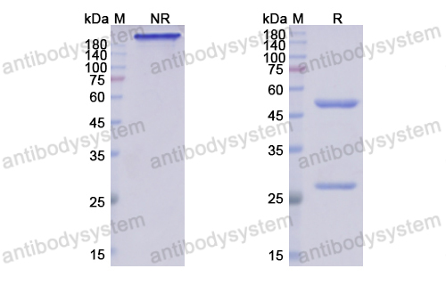 Research Grade Crenezumab