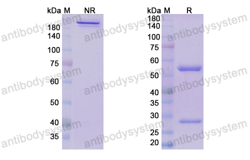 Research Grade Donanemab