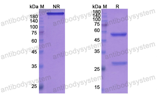 Research Grade Gantenerumab