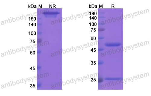 Research Grade Bapineuzumab