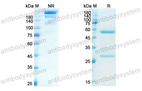 Research Grade Erlizumab