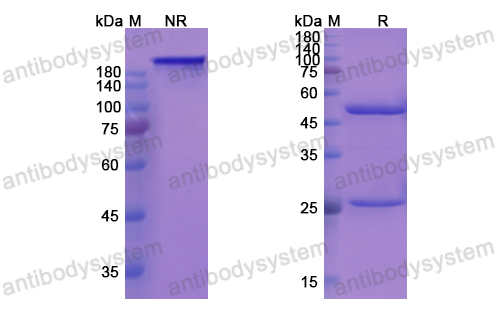 Research Grade Rovelizumab