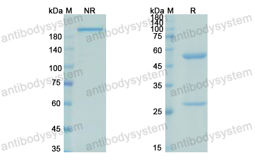 Research Grade Pascolizumab