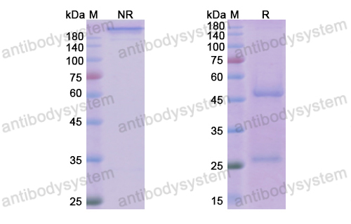 Research Grade Reslizumab