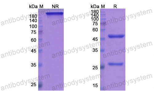 Research Grade Mepolizumab