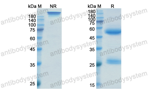 Research Grade Sirukumab