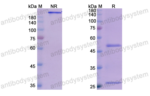 Research Grade Olokizumab