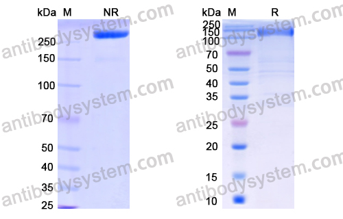 Research Grade Olamkicept