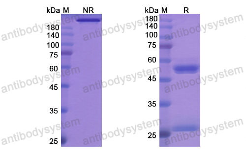 Research Grade Bersanlimab