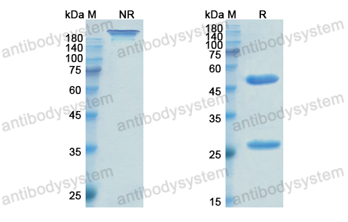 Research Grade Enlimomab