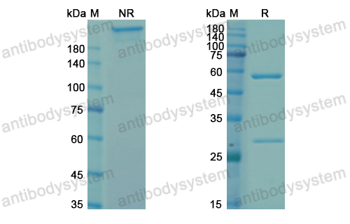 Research Grade Zolimomab