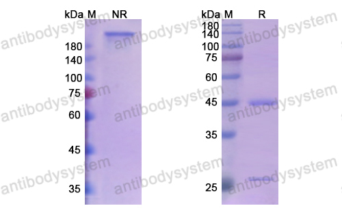 Research Grade Telimomab