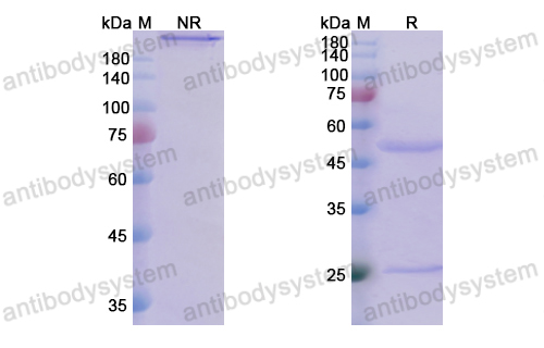 Research Grade Valanafusp Alfa