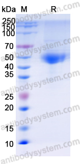 Research Grade Fabrazyme/Agalsidase Alfa