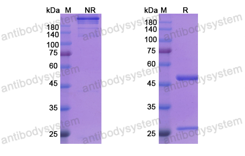 Research Grade Siplizumab