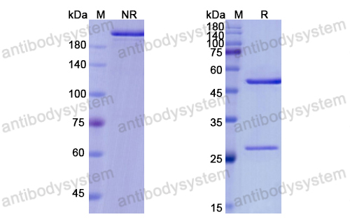 Research Grade Altumomab