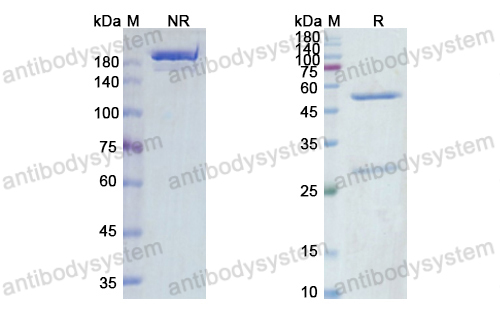 Research Grade Tusamitamab