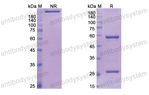 Research Grade Lumiliximab