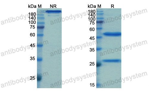 Research Grade Gomiliximab