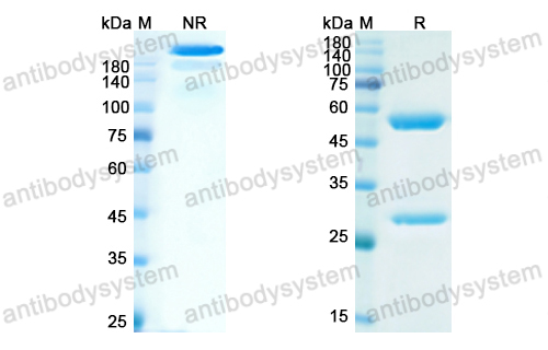 Research Grade Abituzumab