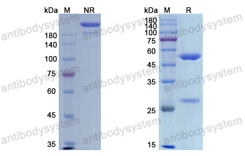 Research Grade Etaracizumab