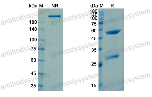 Research Grade Intetumumab