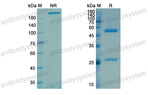 Research Grade Galcanezumab