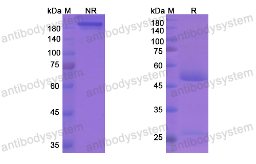 Research Grade Fremanezumab