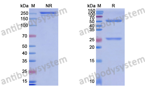 Research Grade Anti-Human ASGR1 (SBT8230)