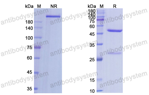 Research Grade Axatilimab