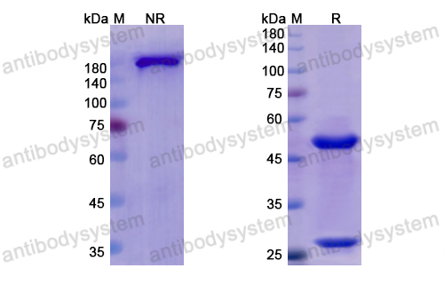 Research Grade Otelixizumab