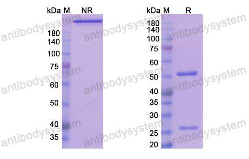 Research Grade Teplizumab