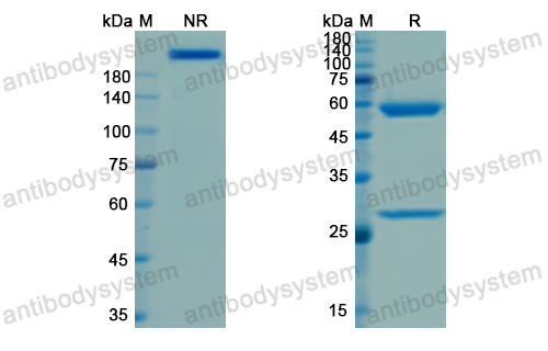 Research Grade Visilizumab